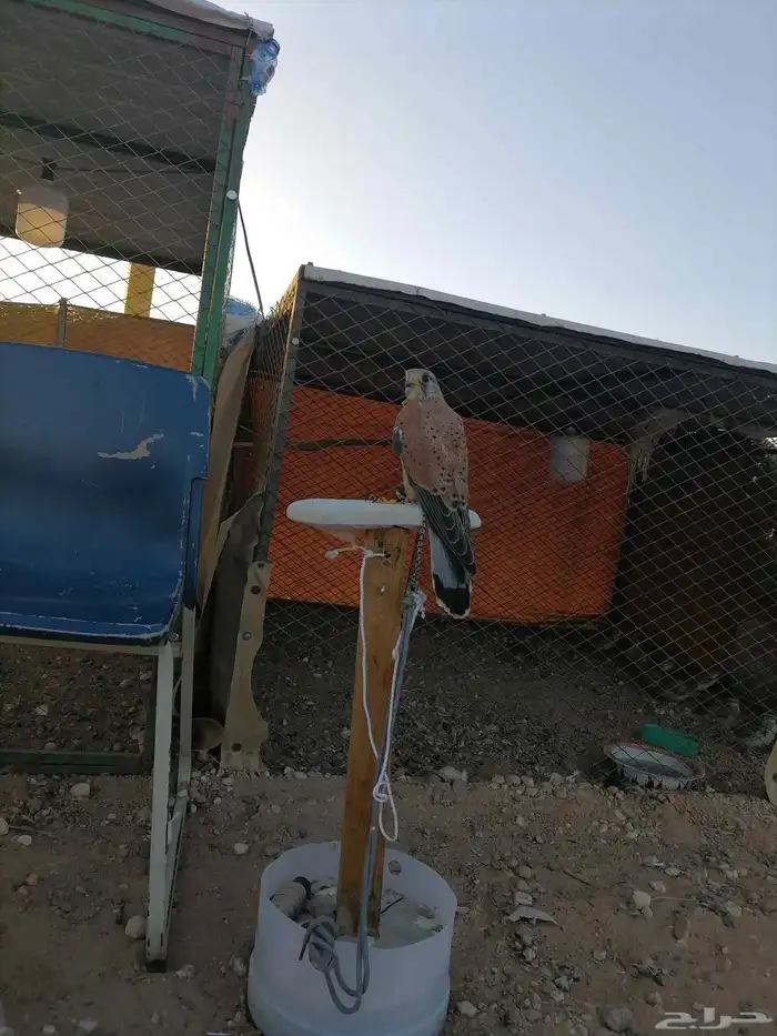 شبوط للبيع 0