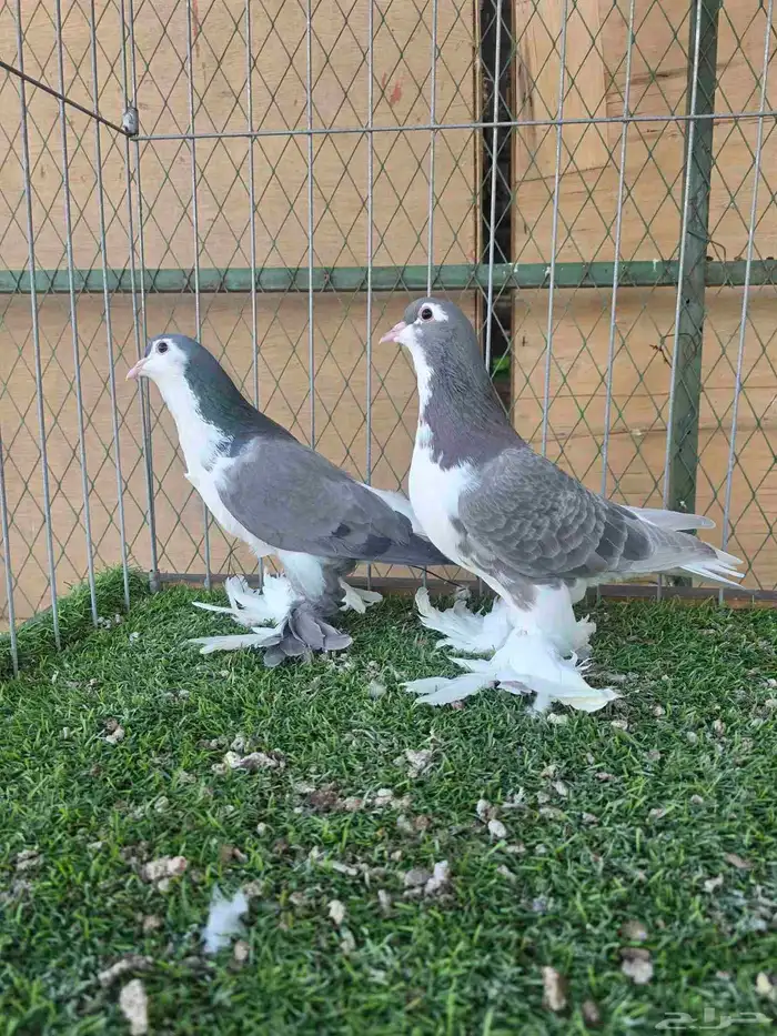 شيرازي اوروبي 5