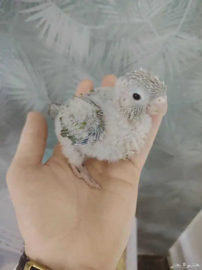 فرخ كنيور اناناس رد فاكتوري ((تم البيع)) 1