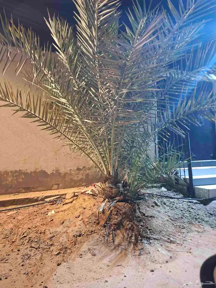 نخل سكري مع فراخه مجاني 2