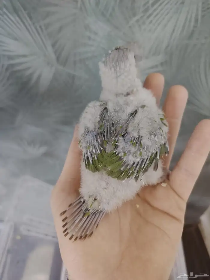 فرخ كنيور اناناس رد فاكتوري ((تم البيع)) 0