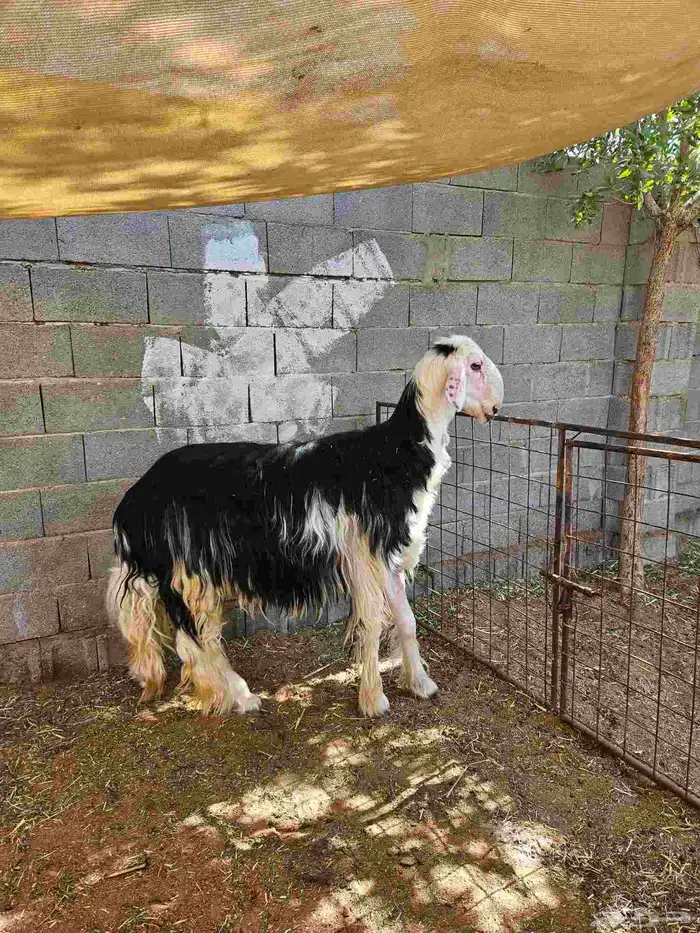 خروف نجدي 3