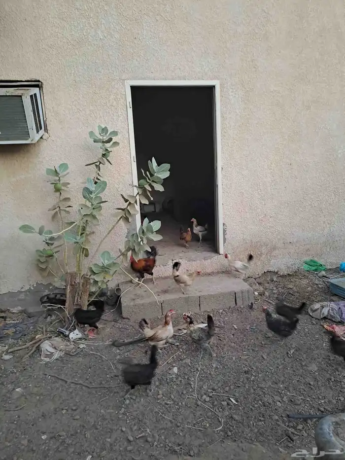 دجاج و ديوك للبيع 1