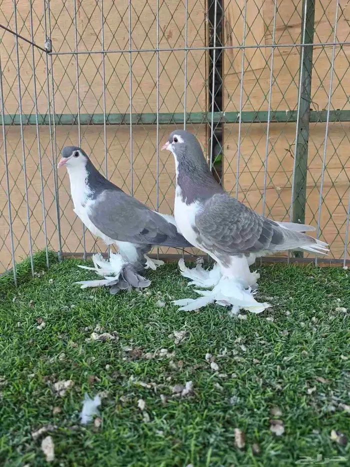 شيرازي اوروبي 6