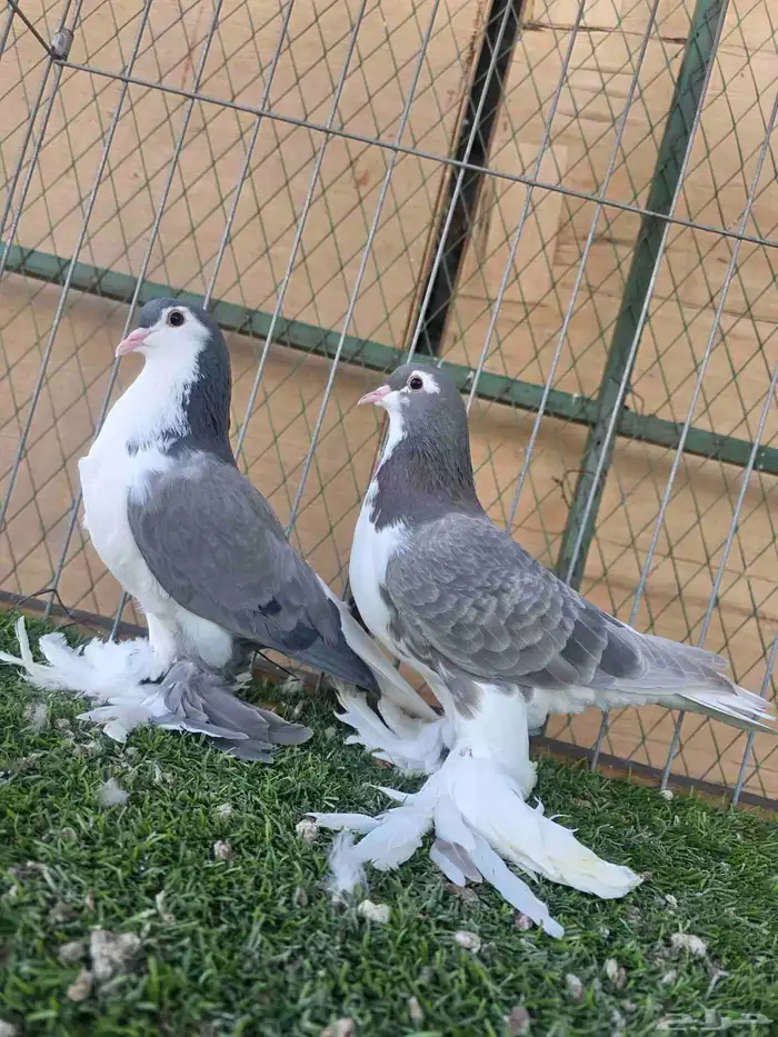 شيرازي اوروبي 7