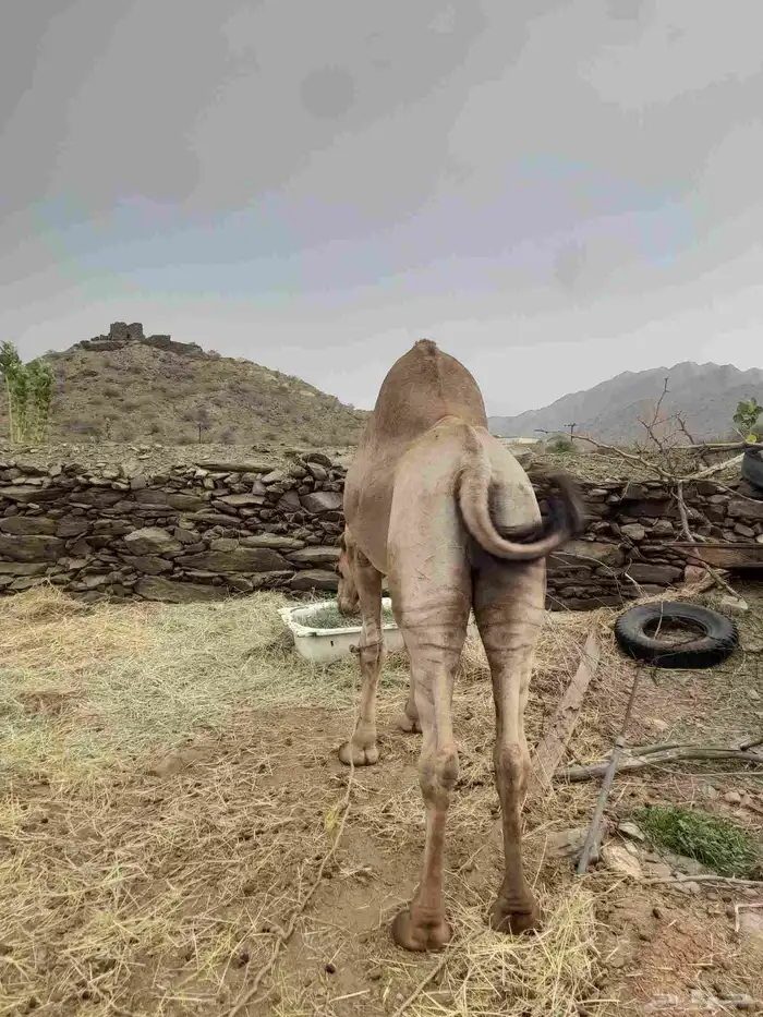 للبيع بعير 1
