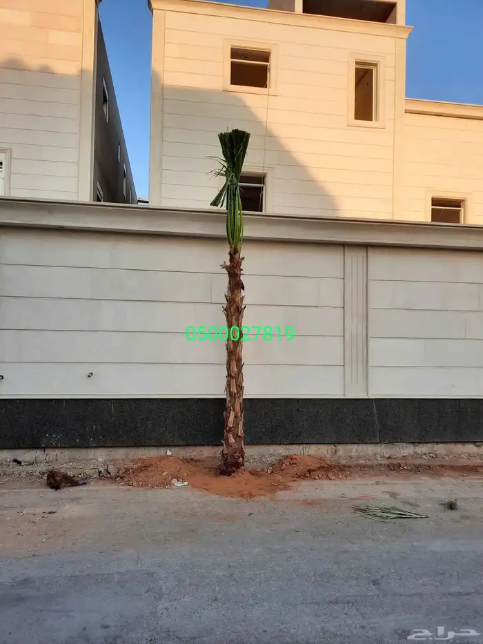 نخل واشنطني ثيل طبيعي للبيع 7