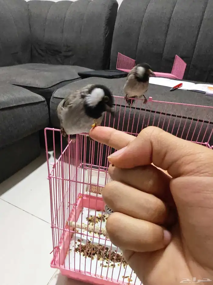 بلابل حساوية 0