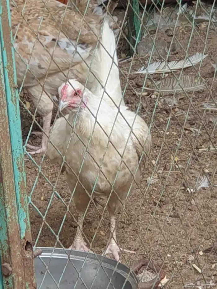 دجاج للببع 3