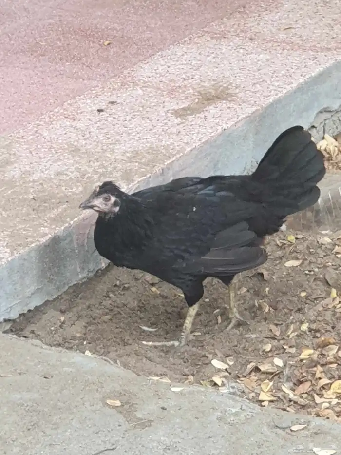 دجاج للببع 8