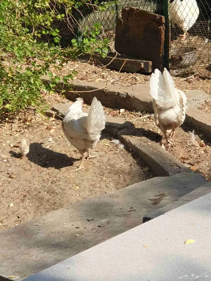 دجاج للببع 6