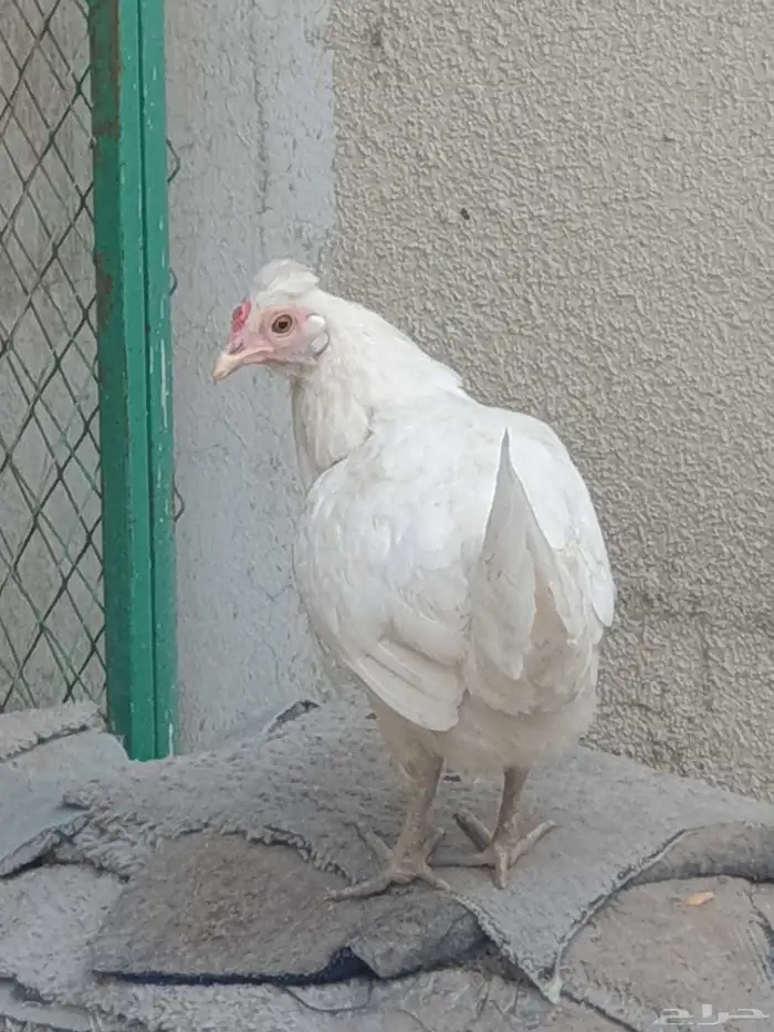 دجاج للببع 9