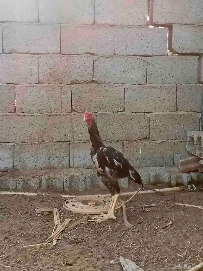 ديك فرخ شامو ياباني 4