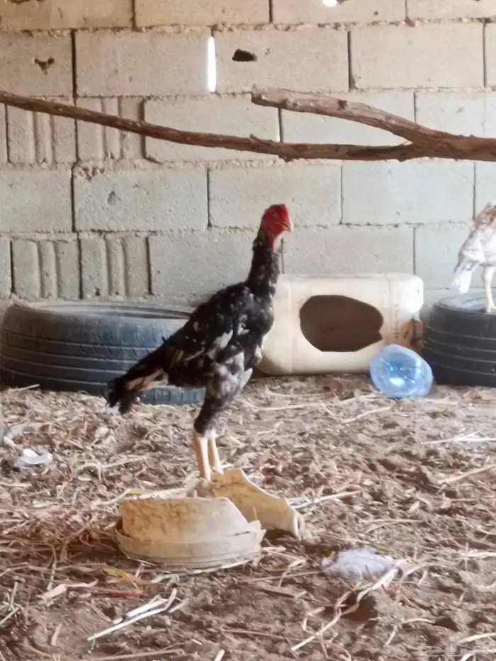 ديك فرخ شامو ياباني 3