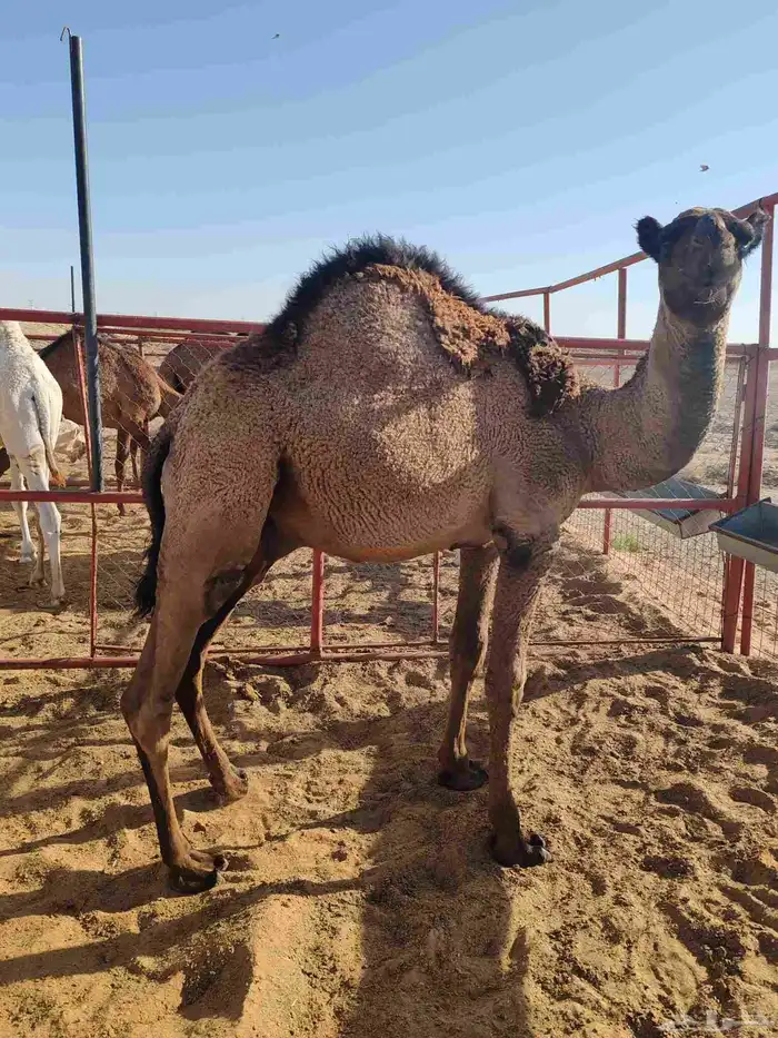 قعود فاخر من الاخر 0