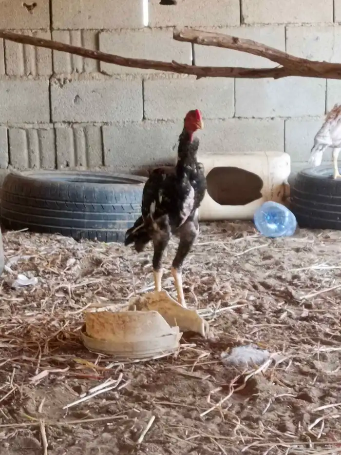 ديك فرخ شامو ياباني 2