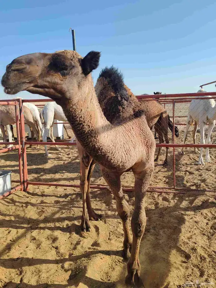 قعود فاخر من الاخر 1