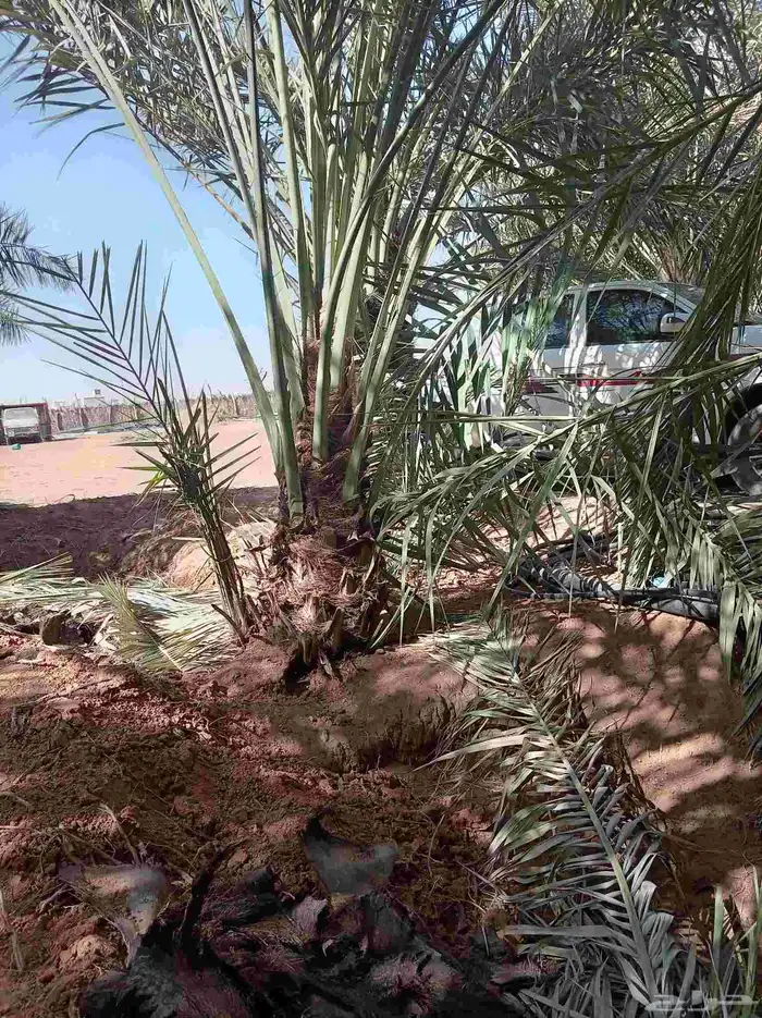 نخل للبيع بجميع أنواعها ومقاساتها نوايع ع حسب رغبه الزبون 0