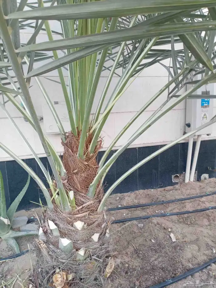 التعديل جميع أنواع النخيل والأشجار والزهور وتنسيق الحدائق 4