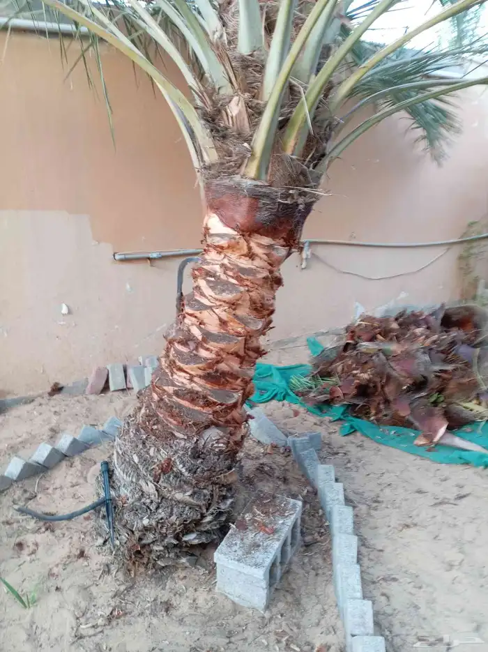 التعديل جميع أنواع النخيل والأشجار والزهور وتنسيق الحدائق 6
