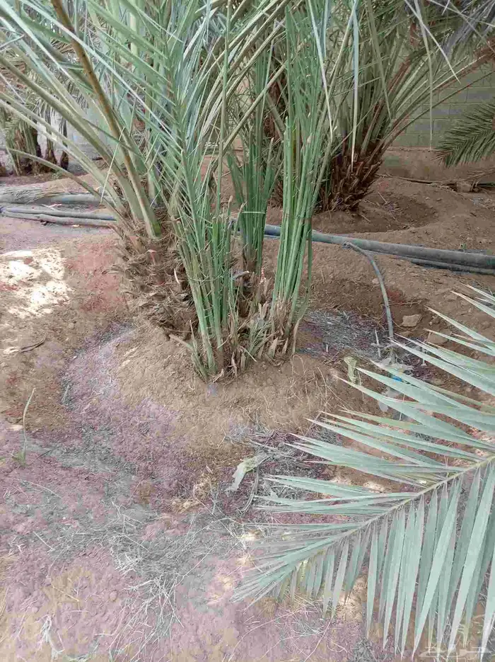 نخل للبيع بجميع أنواعها ومقاساتها نوايع ع حسب رغبه الزبون 5