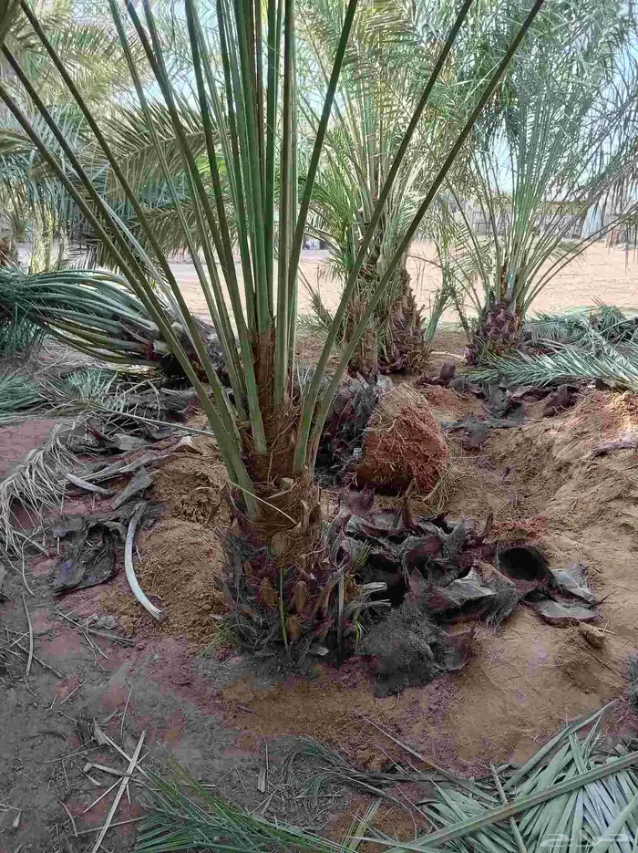 نخل للبيع بجميع أنواعها ومقاساتها نوايع ع حسب رغبه الزبون 3
