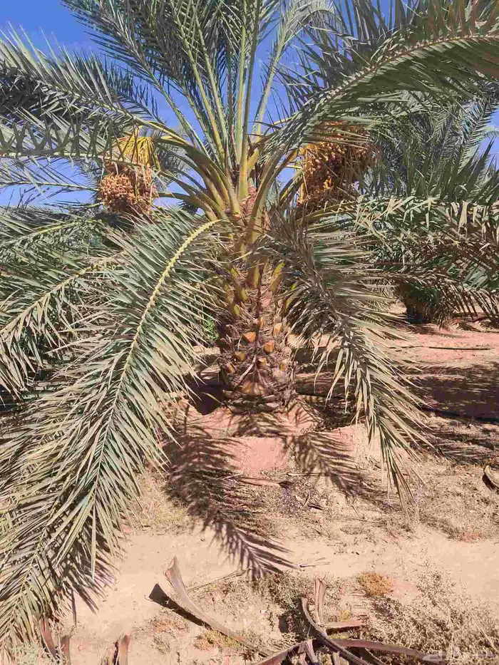 نخل للبيع 1