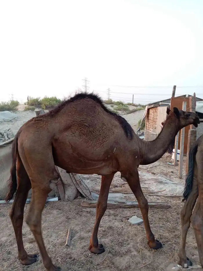 قعود مفرود سمين للبيع 0
