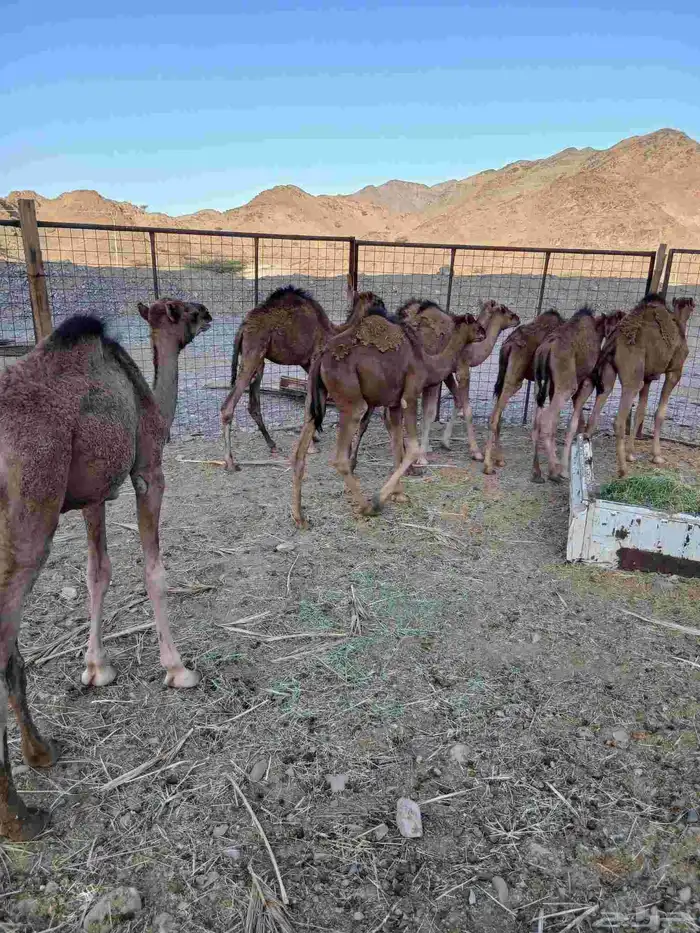 قعدان 1