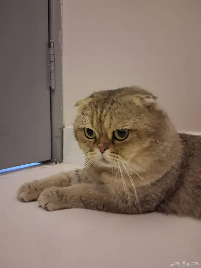 ذكر سكوتش فولد 0