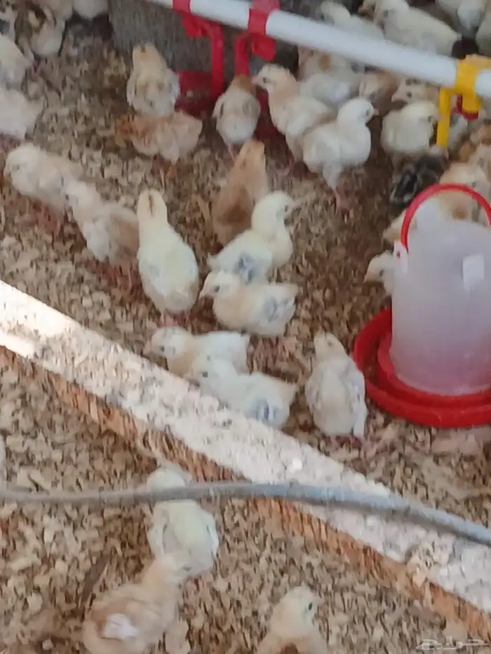 صوص بلدي فواخرجي سلاله طيبه العمر 10 ايام 1