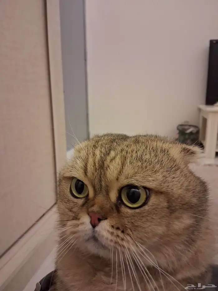 ذكر سكوتش فولد 2