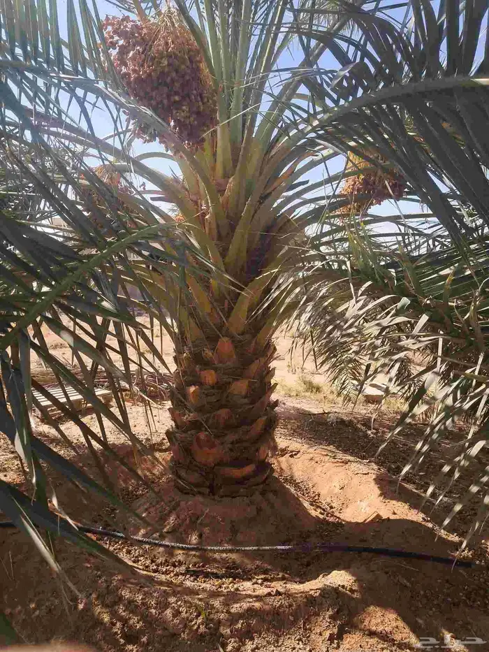 نخل للبيع 2