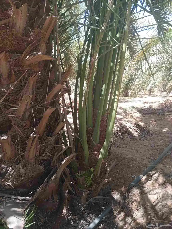 اسلام عليكم ورحمة الله وبركاته يوجد الدينا نخل 0