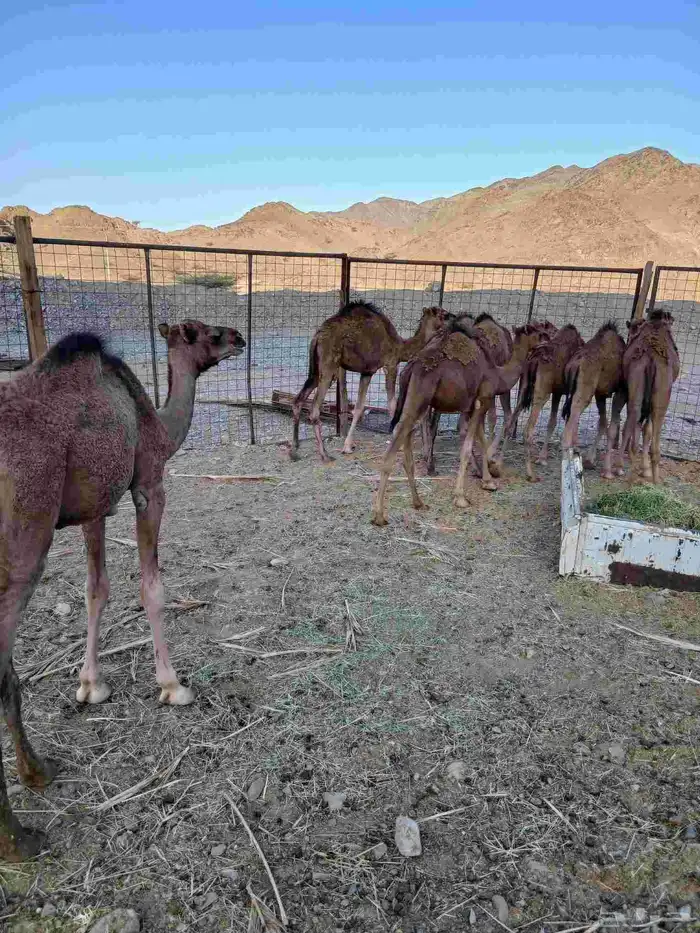 قعدان 0