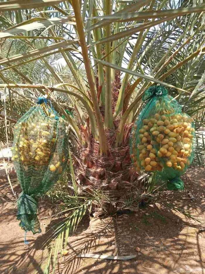 نخل مثمر جثايث نقايل فسايل اخلاص مجدول صقعي هلالي 2