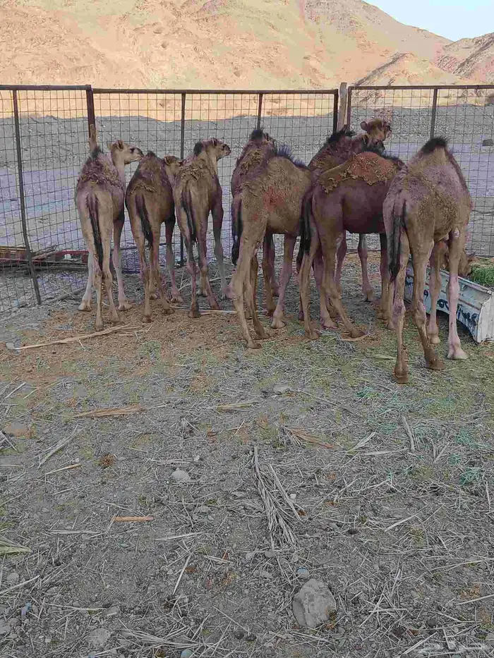 قعدان 2