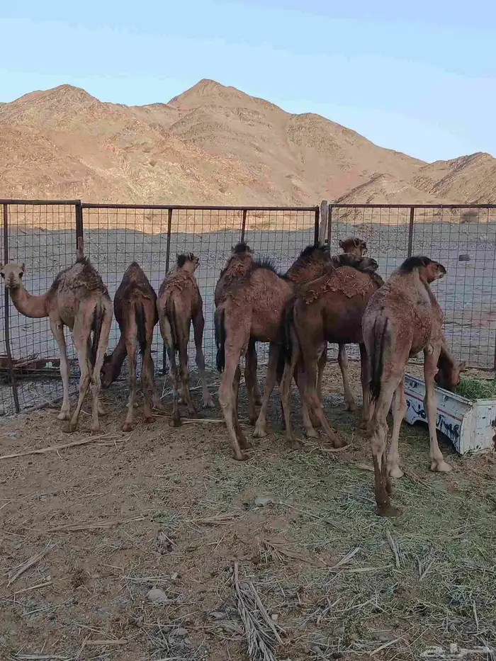 قعدان 3