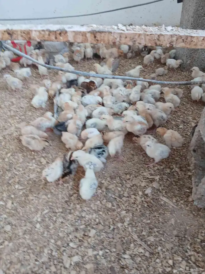 صوص بلدي فواخرجي سلاله طيبه العمر 10 ايام 2