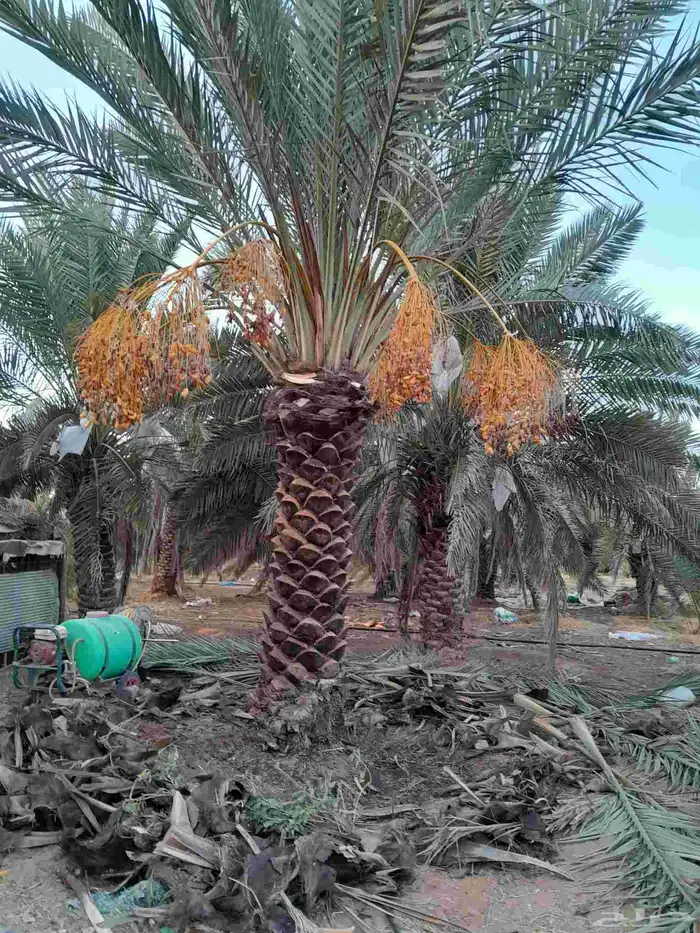 نخل اللبيع في الدوادمي 6