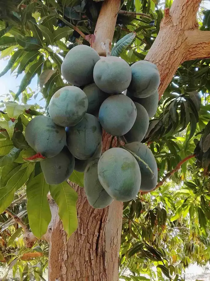 تقليم وتطعيم جميع انواع الأشجار الفواكه 0