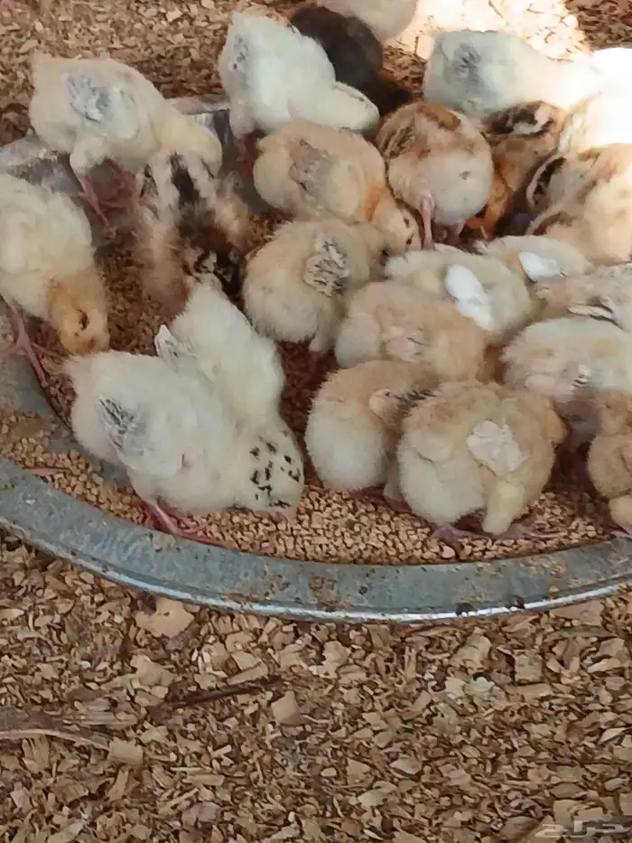 صوص بلدي فواخرجي سلاله طيبه العمر 10 ايام 3