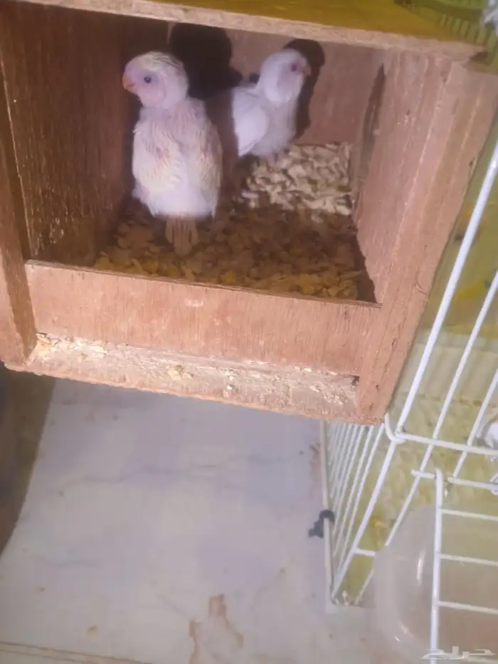 جوز بادجي منتج مع فرخين واحد البينو 2