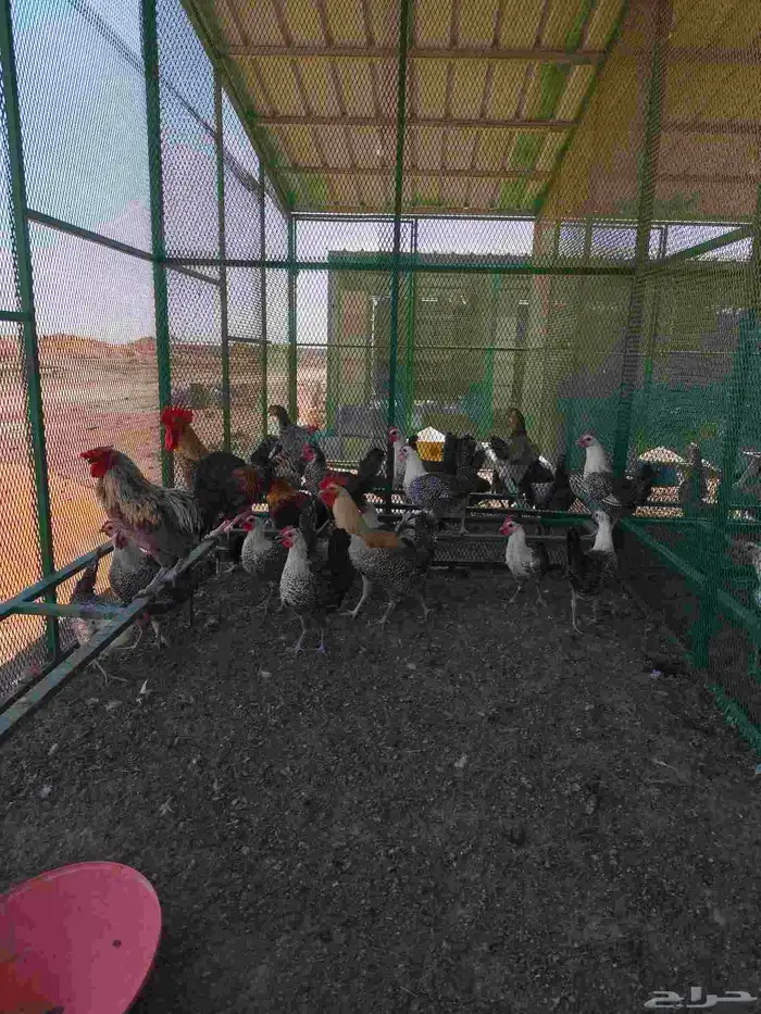 دجاج بلدي للبيع حي ومذبوح 1