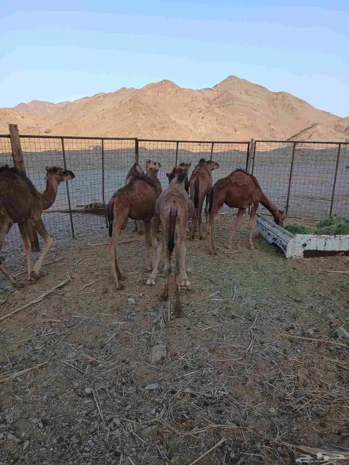 قعدان 6