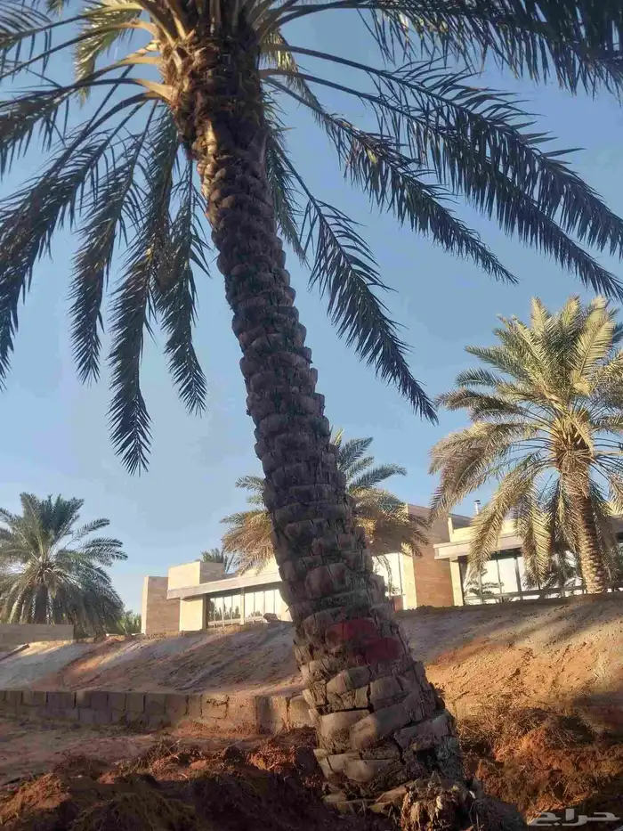 يوجد لدينا نخل مقلوع جاهز باقي 4حبات 0