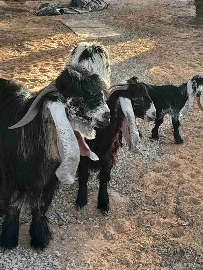معزى للبيع اابيع 3