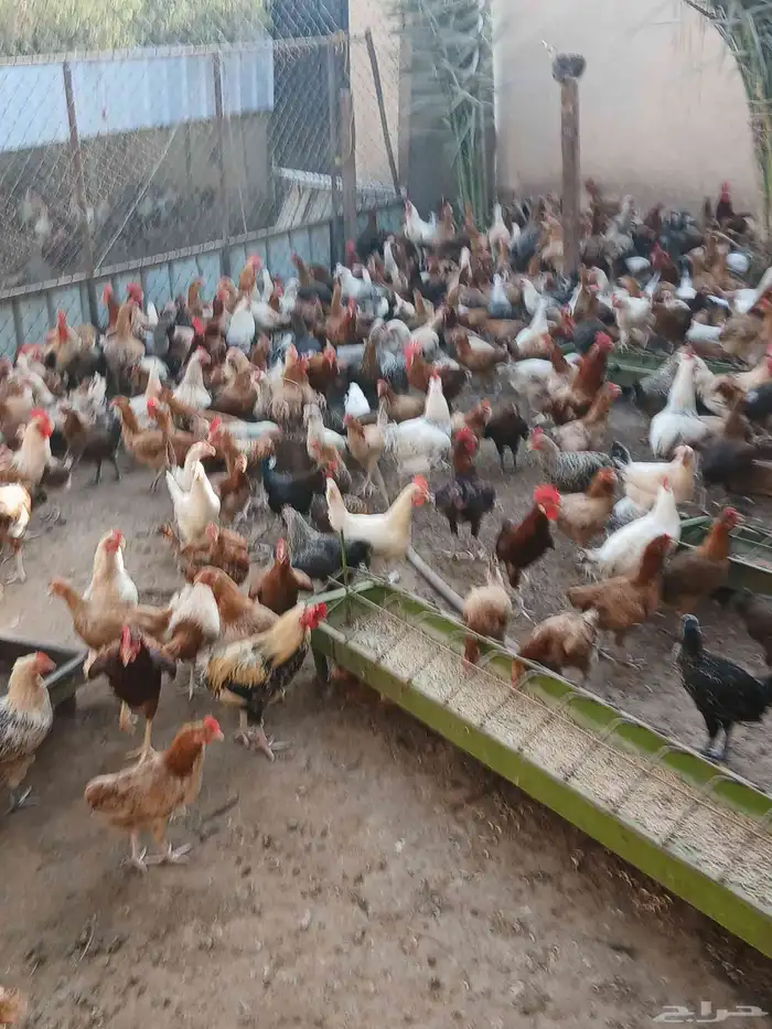 دجاج بياض محصن 0