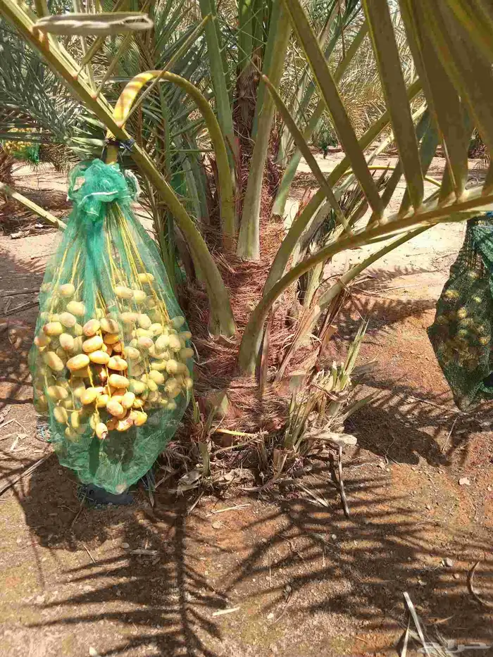 نخل مثمر جثايث نقايل فسايل اخلاص مجدول صقعي هلالي 0