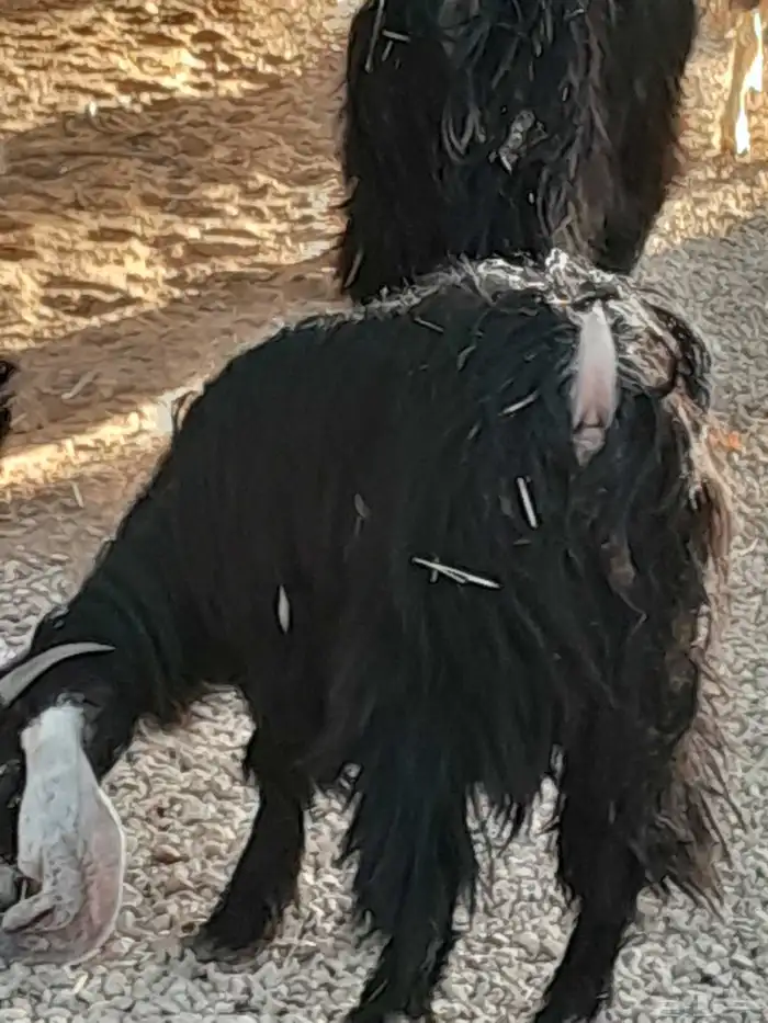 معزى للبيع اابيع 2